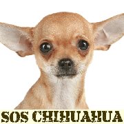 Logo sos chihuahua