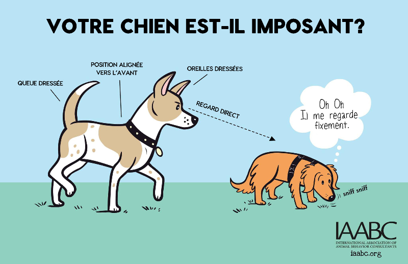 Votre chien est il imposant1