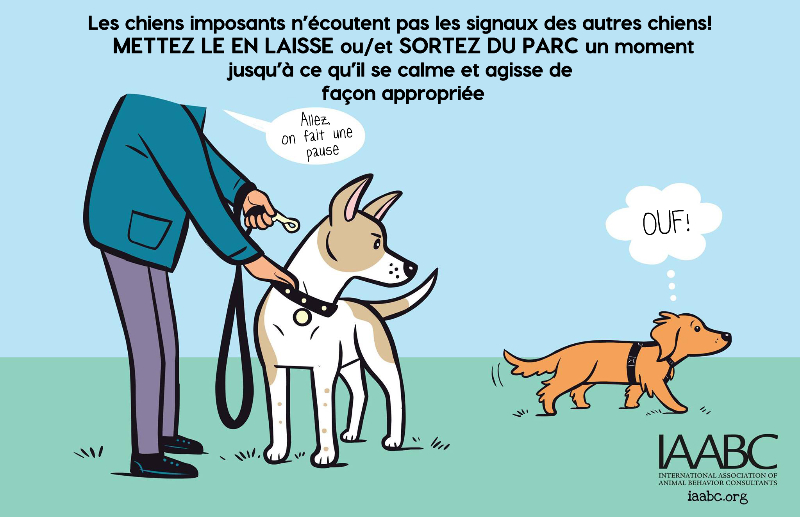 Votre chien est il imposant2